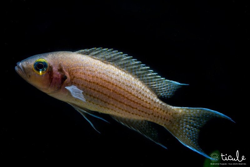 Neolamprologus olivaceous